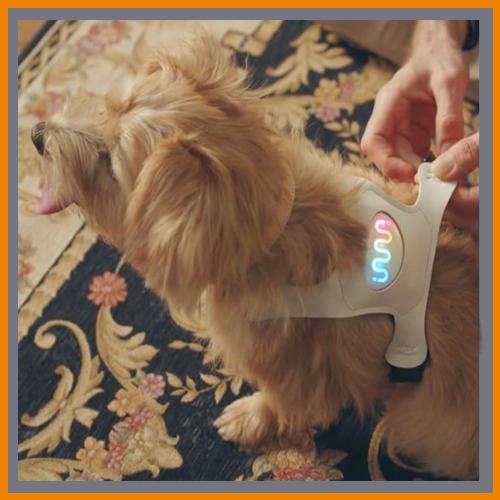 Smart wearables can now reveal a dogâ€™s mood